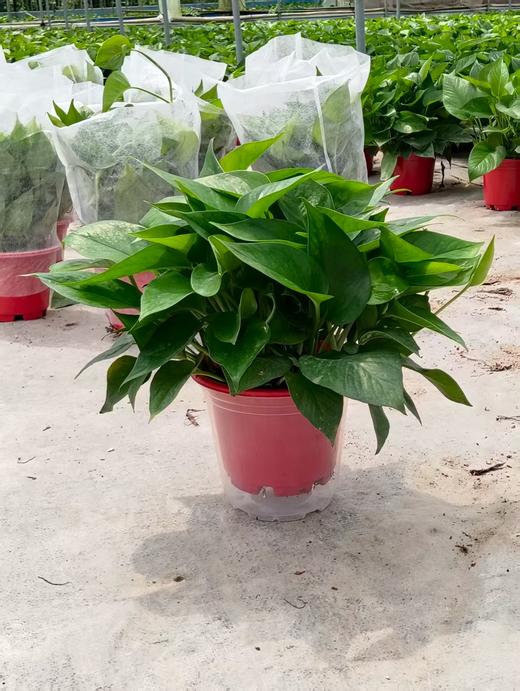 高脚红盆绿萝180#