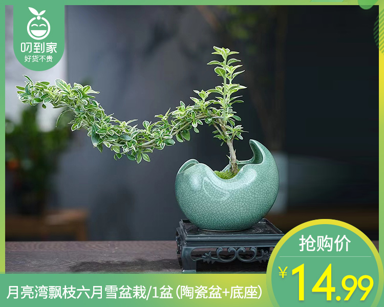 月亮湾飘枝六月雪盆栽/1盆（陶瓷盆+底座）