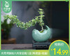 月亮湾飘枝六月雪盆栽/1盆（陶瓷盆+底座） 商品缩略图0