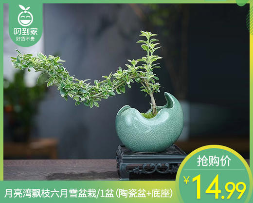 月亮湾飘枝六月雪盆栽/1盆（陶瓷盆+底座） 商品图0