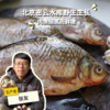 野生冷鲜鲫鱼（京津冀地区包邮）| 合作生产 * Carassius auratus | Partner Production 商品缩略图0
