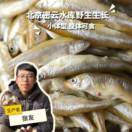 野生公鱼| 合作生产 * Carassius auratus | Partner Production 商品图0