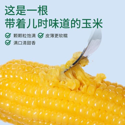 田里有草玉米 商品图1