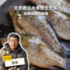 野生鲫鱼| 合作生产 * Carassius auratus | Partner Production 商品缩略图0