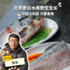 野生胖头鱼分段| 合作生产 * Wild Fat headed Fish | Partner Production 商品缩略图0
