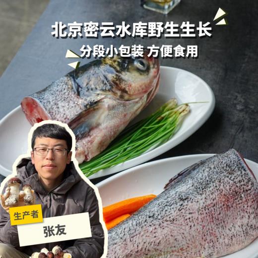 野生胖头鱼分段| 合作生产 * Wild Fat headed Fish | Partner Production 商品图0