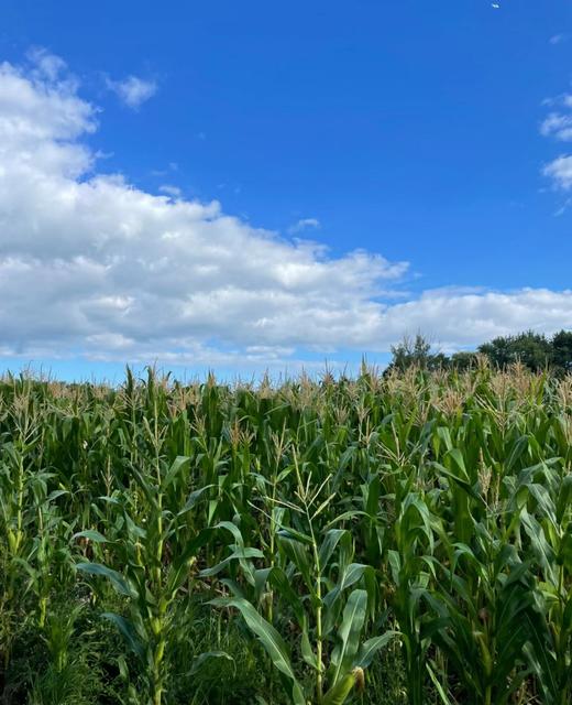 【外省市-龙泉慈心鲜玉米】自然农耕|鲜食白糯玉米，慈心老味道|软糯|香甜|自然农耕纯素种植14年 商品图1