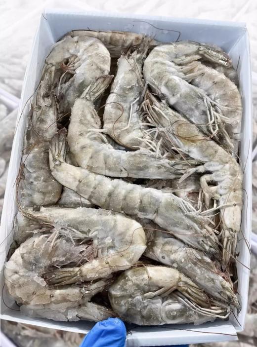 [盐田海虾] 1650g/约60头 厄瓜多尔  煮/蒸/煎/烤 商品图1