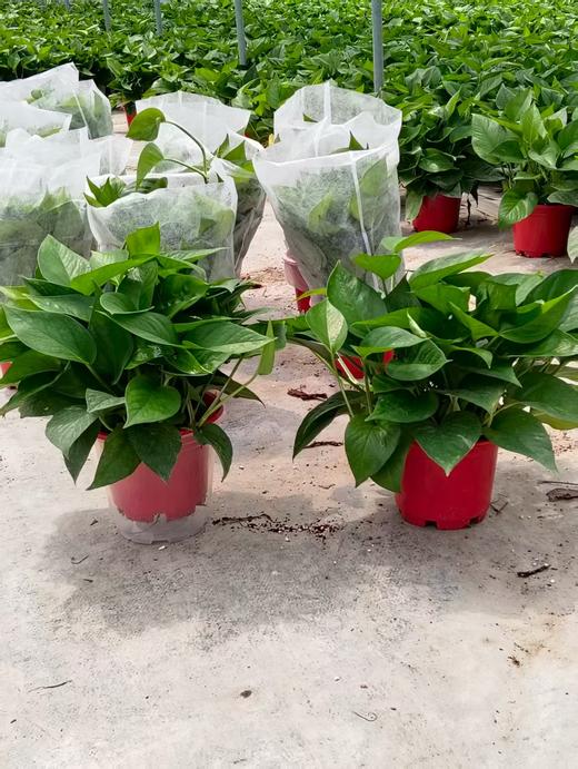 高脚红盆绿萝180#