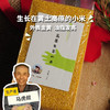 高原生态小米份额  | 合作生产* Share of plateau Eco-millet | Partner Production 商品缩略图0