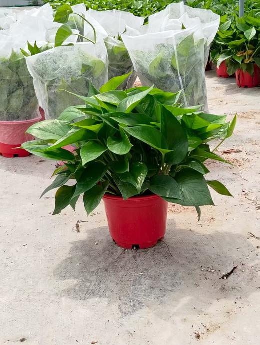 高脚红盆绿萝180#