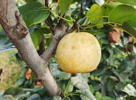 生态有机好梨迎立秋