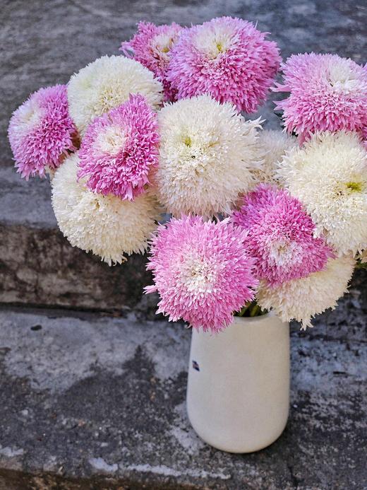 面包菊【不要着急，zui好的总是在不经意间出现】简小姐精选毛茸茸面包菊 粉色、白色 10枝 2件顺丰空运包邮 下单后3天发出 商品图0