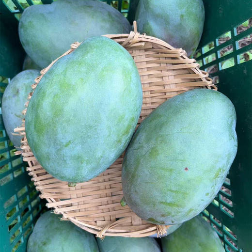 【凯特芒】需催熟 又称大脸芒 果实硕大 个大皮薄 果味浓郁 放软吃香甜多汁 当季新鲜大芒果 2种规格任选 商品图10