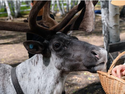 呼伦盛夏 内蒙呼伦贝尔大兴安岭7日 商品图14