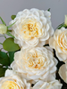 国产多头黄美琴玫瑰10支 商品缩略图4