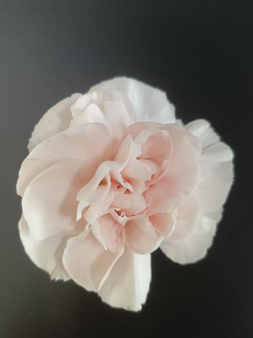 单康 | 羽依 商品图0