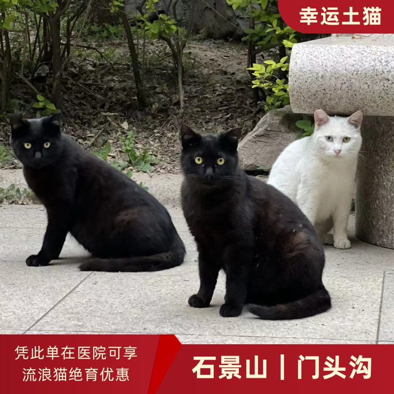 幸运土猫｜北京市石景山/门头沟区流浪猫TNR项目绝育优惠单 有效期1个月单次限拍10张❗️合作动物医院 运费专拍