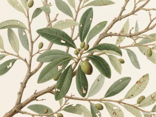 芳研社 | 精油咨询服务  榄香脂香薰油 商品图0