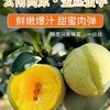 金丝蜜李约500G /份 /份 商品缩略图0