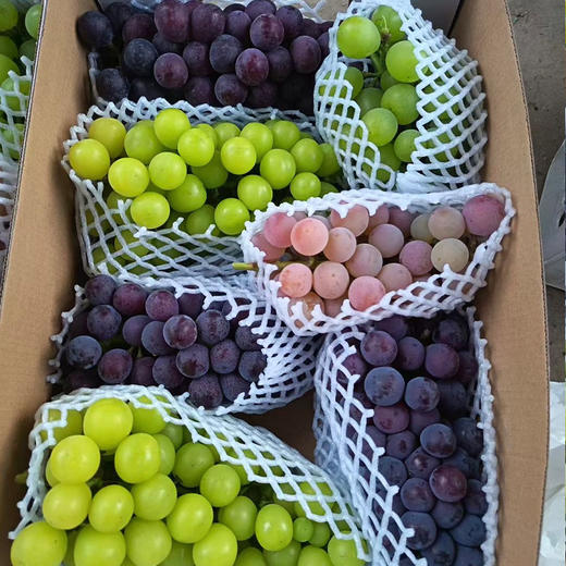 新鲜水果 郧阳区万家坪葡萄 妮娜/巨玫瑰/醉金香/阳光玫瑰/夏黑葡萄/蓝莓葡萄/巨峰混合 礼盒装  1箱（带箱8~9斤左右） 商品图0