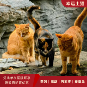 幸运土猫｜河北省石家庄秦皇岛廊坊燕郊流浪猫TNR项目绝育优惠单 有效期1个月单次限拍10张❗️合作动物医院 运费专拍
