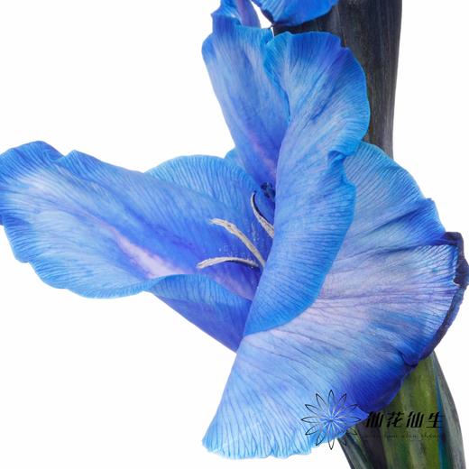 染色剑兰 | 孔雀蓝(上色不一,介意慎拍) 商品图2