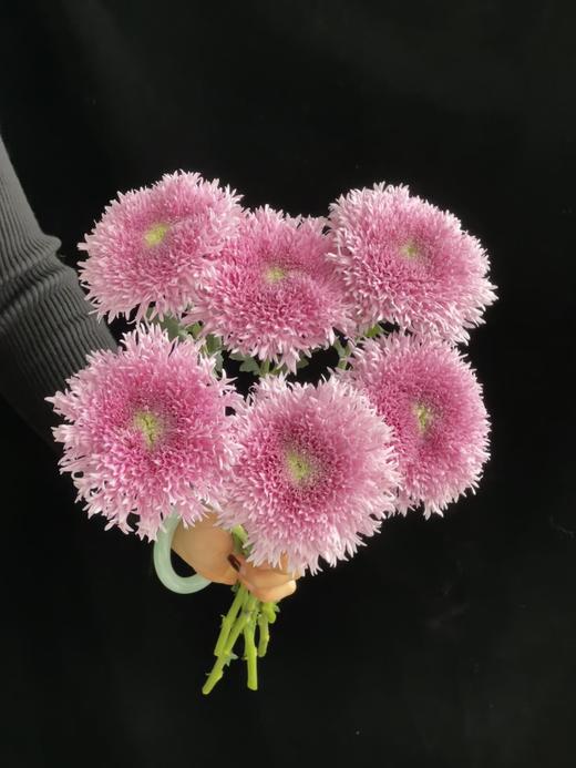 面包菊【不要着急，zui好的总是在不经意间出现】简小姐精选毛茸茸面包菊 粉色、白色 10枝 2件顺丰空运包邮 下单后3天发出 商品图1