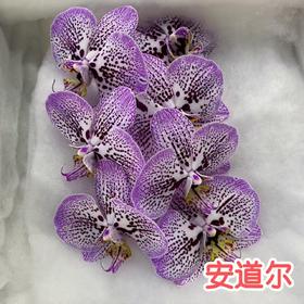 蝴蝶兰 | 安道尔（可能有轻微瑕疵不售后，介意慎拍）