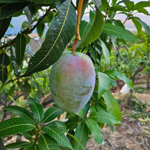 【凯特芒】需催熟 又称大脸芒 果实硕大 个大皮薄 果味浓郁 放软吃香甜多汁 当季新鲜大芒果 2种规格任选 商品图8