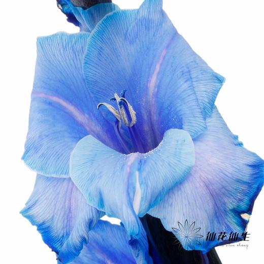 染色剑兰 | 孔雀蓝(上色不一,介意慎拍) 商品图7