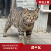 幸运土猫｜北京市昌平区流浪猫TNR项目绝育优惠单 有效期1个月单次限拍10张❗️合作动物医院 运费专拍 商品缩略图0