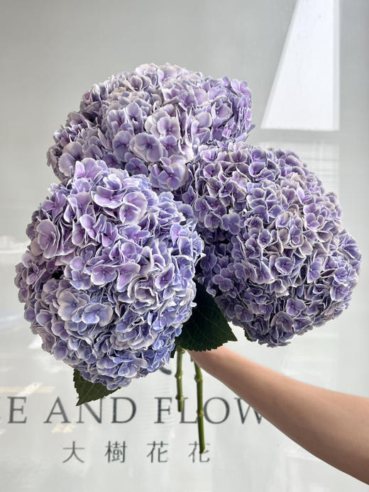 国产花材-【孔雀绣球】随机色 商品图1