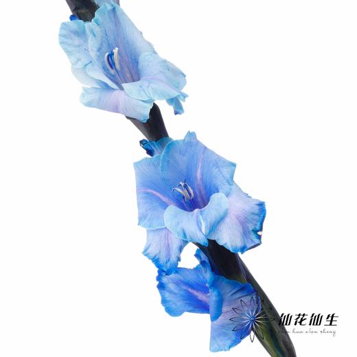 染色剑兰 | 孔雀蓝(上色不一,介意慎拍) 商品图3