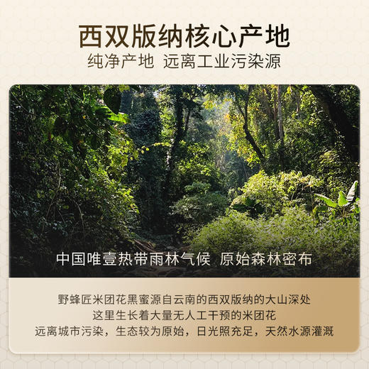 【老客福利】【云南米团花黑蜜】野蜂匠云南米团花黑蜂蜜纯天然野生态土蜂成熟原蜜无添加官方正品25克/瓶 商品图2