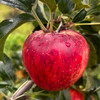 【顺丰包邮】云南红露苹果 入口清脆  4斤/9枚/12枚 商品缩略图5