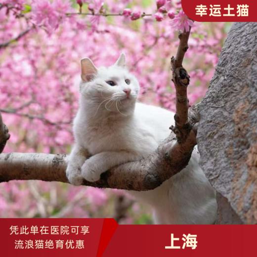 幸运土猫｜上海市流浪猫TNR项目绝育优惠单 有效期1个月单次限拍10张❗️合作动物医院 运费专拍 商品图0