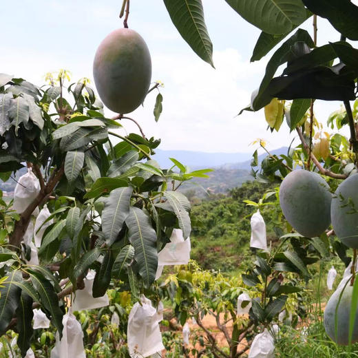【凯特芒】需催熟 又称大脸芒 果实硕大 个大皮薄 果味浓郁 放软吃香甜多汁 当季新鲜大芒果 2种规格任选 商品图3
