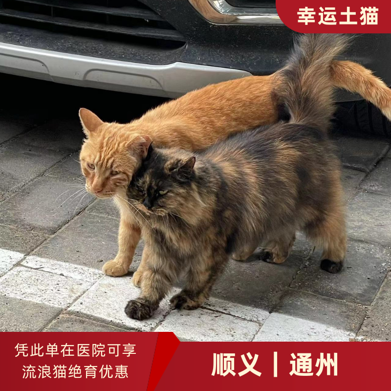 幸运土猫｜北京市顺义/通州区流浪猫TNR项目绝育优惠单 有效期1个月单次限拍10张❗️合作动物医院 运费专拍