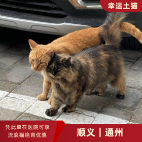 幸运土猫｜北京市顺义/通州区流浪猫TNR项目绝育优惠单 有效期1个月单次限拍10张❗️合作动物医院 运费专拍