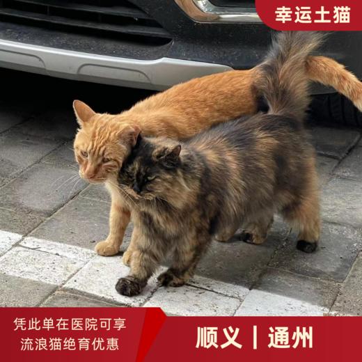 幸运土猫｜北京市顺义/通州区流浪猫TNR项目绝育优惠单 有效期1个月单次限拍10张❗️合作动物医院 运费专拍 商品图0
