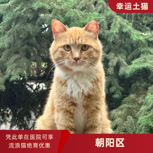 幸运土猫｜北京市朝阳区流浪猫TNR项目绝育优惠单 有效期1个月单次限拍10张❗️合作动物医院 运费专拍 商品图0