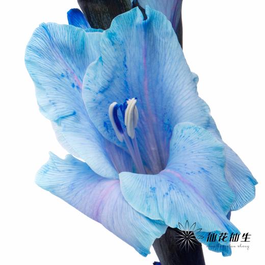 染色剑兰 | 孔雀蓝(上色不一,介意慎拍) 商品图6
