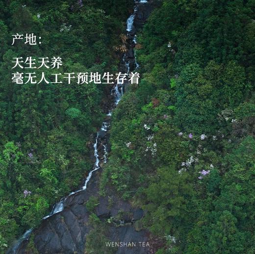守艺 · 小野甜（涧）2023荒野古树白 政和白茶茶叶 50克 商品图4