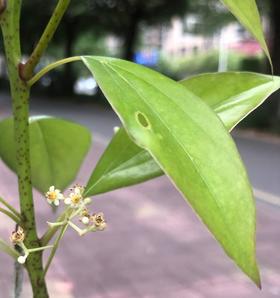 芳研社 | 精油咨询服务  芳樟木心香薰油香樟树