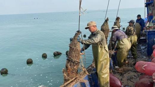 【长岛红贝肉】一口鲜掉眉毛！真正出口级长岛红贝🔹不泡药、不泡水、不挂冰，无泥无沙，只需要清水简单清洗即可烹饪🔹工厂整条流水线上都使用深海100米以下的纯净海水加工 商品图11