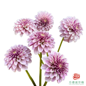 大丽花-暮光之城