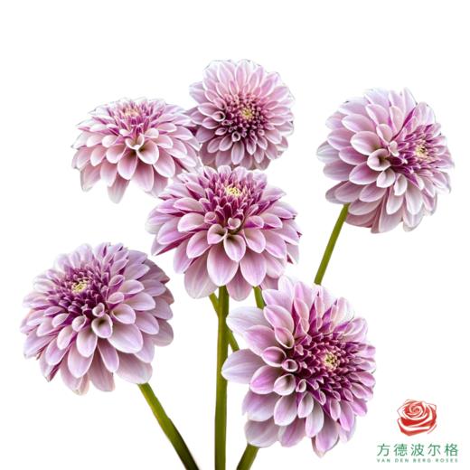 大丽花-暮光之城 商品图0