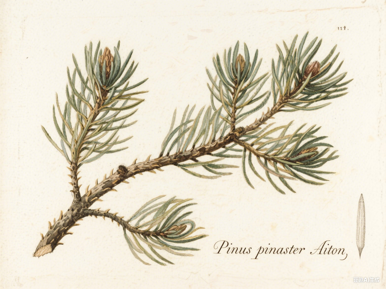 芳研社 | 精油咨询服务  海岸松香薰油