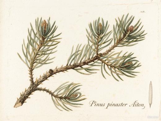 芳研社 | 精油咨询服务  海岸松香薰油 商品图0